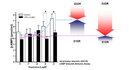 Par-4의 증가가 도파민 D2 수용체 신호전달 체계에 미치 는 영향.