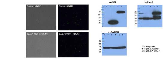 Pll.3.7-mPar-4의 발현 확인.