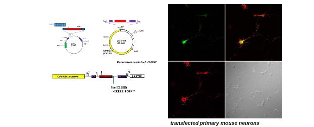 Transgenic mouse 제작을 위한 construct의 발현확인.