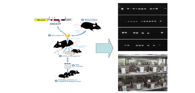 전뇌 특이적 Par-4 과발현을 유도한 유전자변형쥐의 제작.