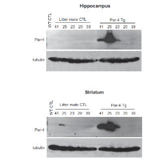 Par-4 transgenic mouse로부터 Par-4 단백질의 과발현 확인.