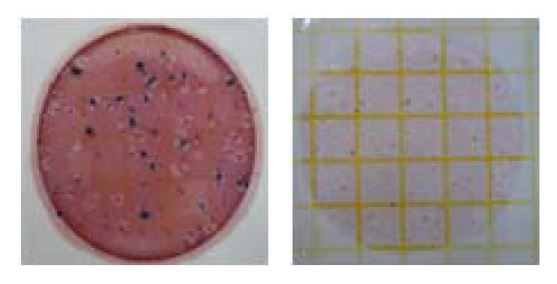 그림 75. 3M petrifilm에서의 일반세균 및 대장균군