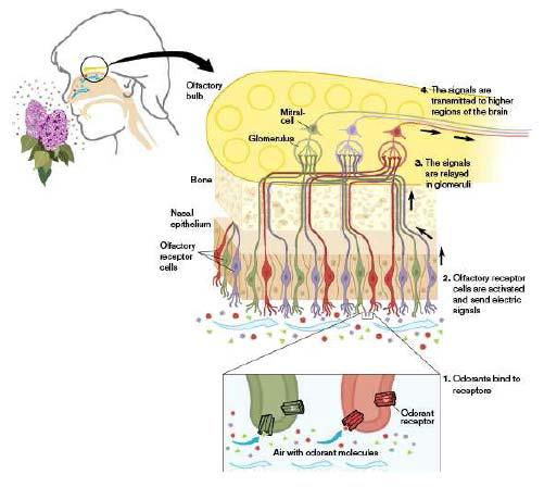 The structure of human olfactory system[1].