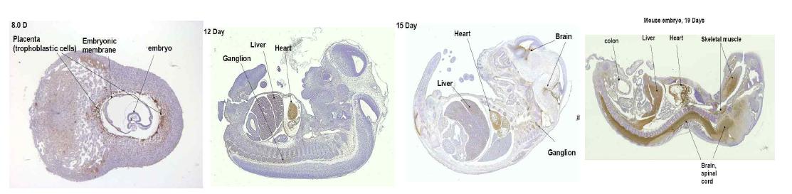 Mouse embryo에서의 NDRG-2 발현 분석