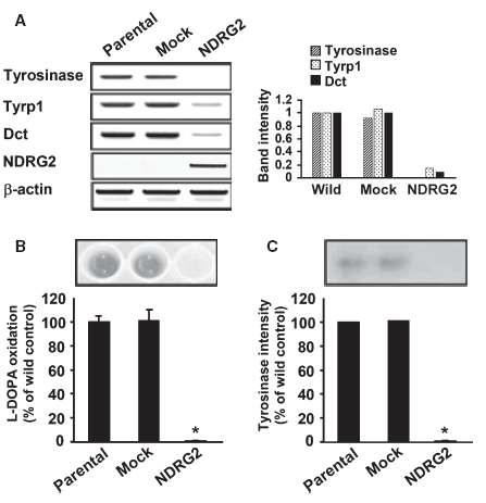 NDRG2 과발현 B16F10 세포에서 tyrosinse 활성과 melanogenic enzyme들의 발현억제