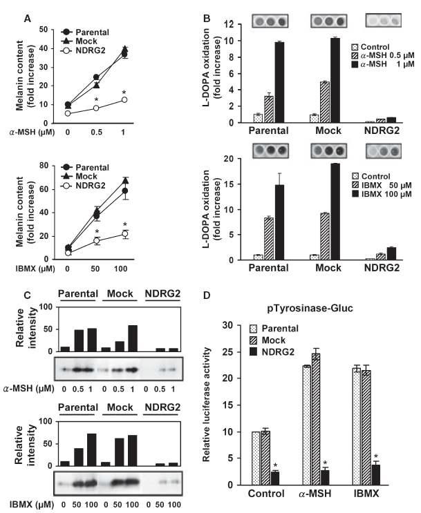 B16F10 마우스 흑색종세포에서 α-MSH 또는 IBMX로 유도된 멜라닌 합성과 tyrosinase 활성화가 NDRG2 과발현에 의해서 억제될 수 있다