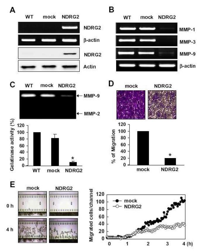 NDRG2 과발현에 의한 MMP mRNA 발현, gelatinase 활성 및 이동 능력의 저하