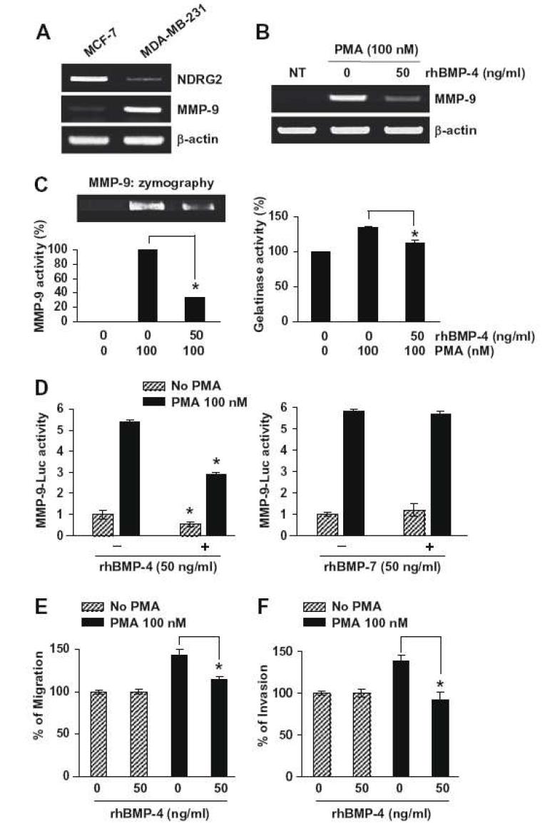 MCF-7 유방암 세포에서 재조합 BMP-4 처리에 의한 PMA-유도성 MMP-9, 세포의 이동 및 전이 활성의 억제