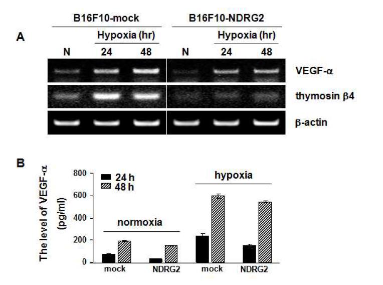 저산소 상태에서 NDRG2 유전자에 의한 thymosin β4, VEGF-α의 감소