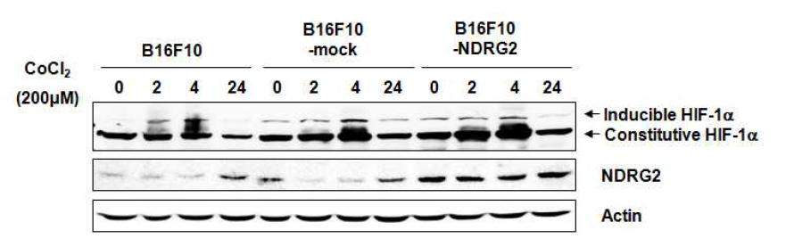 저산소 상태에서 NDRG2 유전자에 의한 HIF-1α의 발현의 감소