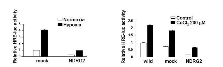 저산소 상태에서 NDRG2 유전자에 의한 HIF-1α 전사활성의 억제