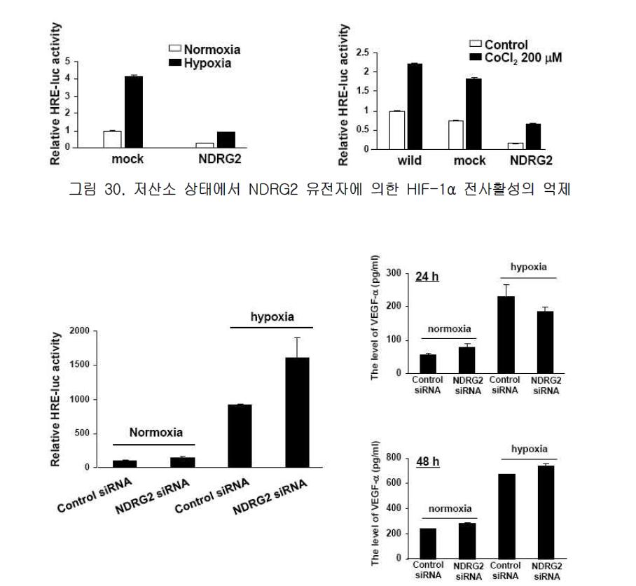 저산소 상태에서 NDRG2 발현 억제로 인한 HIF-1α 전사활성의 증가 및 VEGF 생성