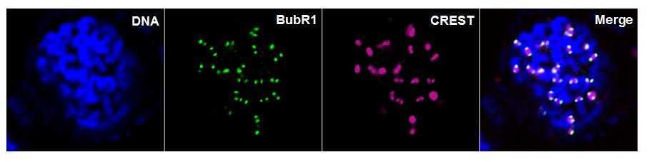 BubR1 mitotic checkpoint 단백질의 카이네토코어에 위치함으로서 염색체의 분리를 통제하게 됨