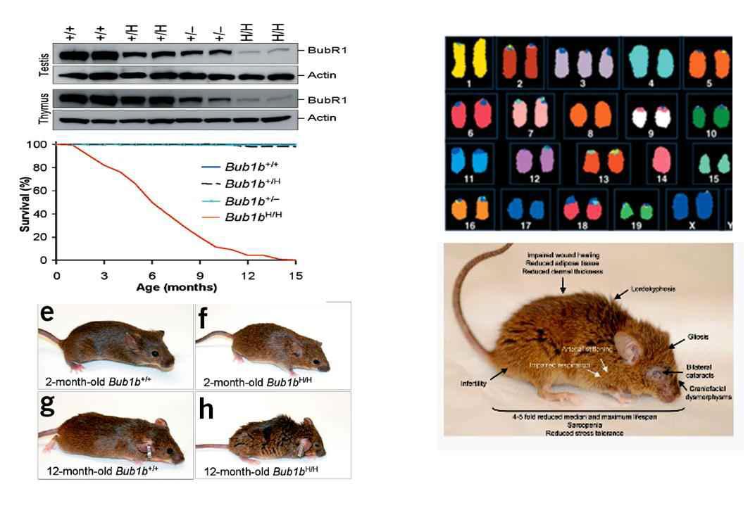 BubR1이 결손된 mice에서 나타나는 비정상적인 염색체의 karyotyping 및 노화와 관련된 다양한 병변