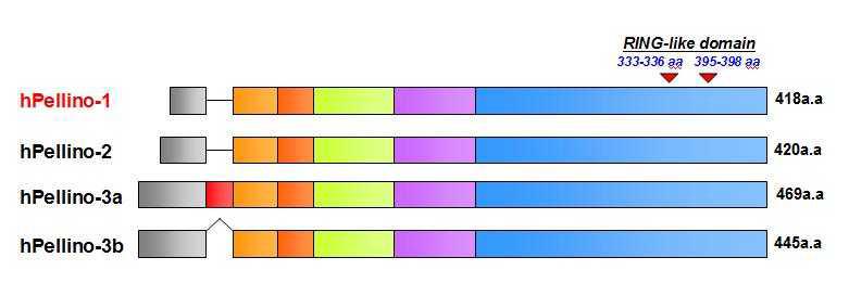 Human Pellino family의 구조 비교