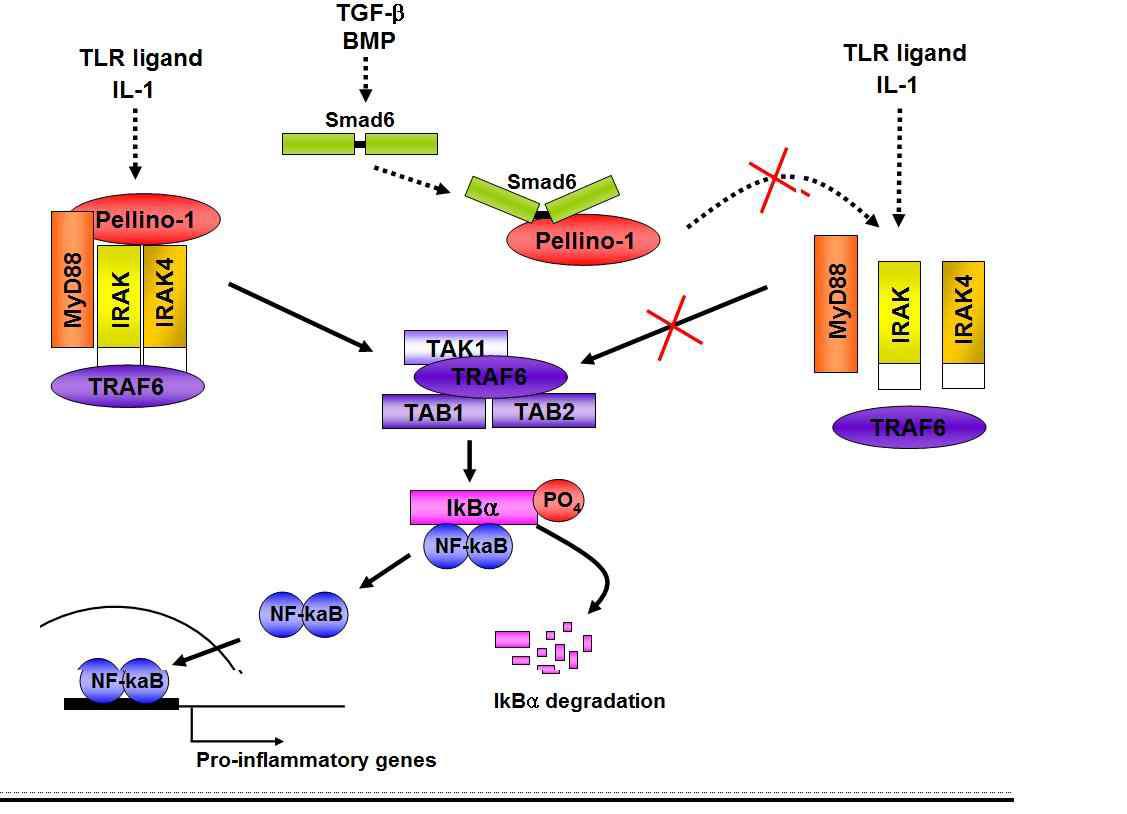 Pellino 1이 IRAK1과 TRAK6와 TAK1에 binding하여 TLR/IL-1R signaling을 매개함.