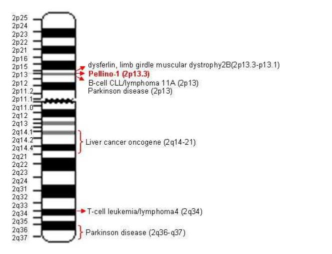 2번 염색체에 Pellino-1 위치와 이 염색체에서 위치하는 여러 유전자의 이상으로 인해 야기되는 질환에 관련된 모식도