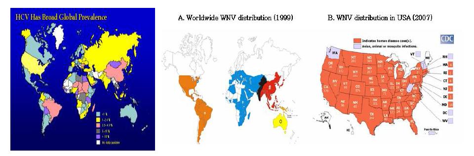 HCV (왼쪽, WHO as of June 1999)와 WNV (오른쪽, 2007년)의 감염 분포도