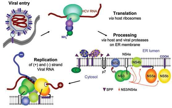 숙주 세포 내로 감염된 C형 간염 바이러스 (HCV) 증식 과정의 모식도.