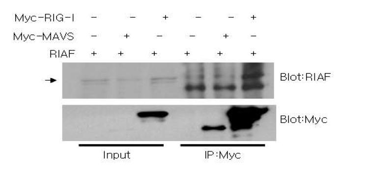 HEK293 세포주에서 Myc-RIG-I, Myc-MAVS, RIAF의co-localization을 관찰하였음
