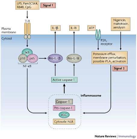 Caspase-1을 포함한Inflammasome complex에 의해 유도되는 inflammatorycytokine의 방출 유도 기전의 모식도