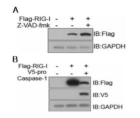 Caspase activity에 의한 세포 내 RIG-I 단백질 양의 변화. A. pan-caspase inhibitor 처리에 의한 RIG-I 단백질 변화. B. Caspase-1 overexpression 에 의한 RIG-I 단백질의 변화