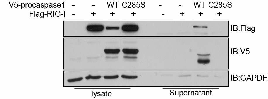 Caspase-1에 의한RIG-I 단백질의 secretion.lysate, cell lysate에서 RIG-I의 단백질 변화 측정.