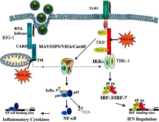 HCV-NS3/4 단백질에 의한 RIG-I 및 TLR3 유래 항바이러스 신호 전달 체계의 억제 기전의 모식도.