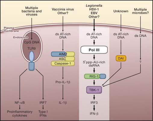 세포질 내 microbial DNA Sensing 및 항 바이러스 면역 반응의 도식도