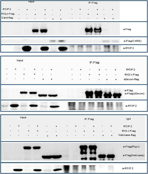 293T 세포주에서 RCIP2와 RIG-I WT혹은 다양한 deletion nutatns 를 과다발현시킨 뒤, co-immunoprecipitation을 통하여 RIG-I와 RCIP2의 interaction을 관찰함.