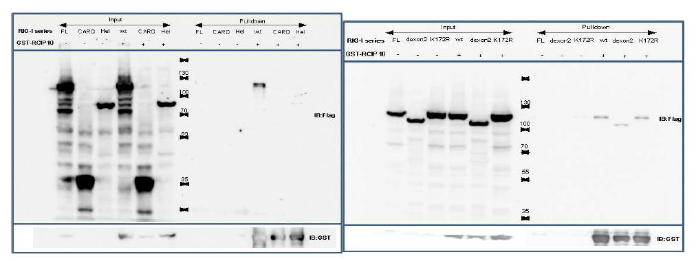 293T 세포주에서 RCIP10와 RIG-I 단백질의 다양한 mutant를 과발현 시킨뒤, GST pulldown을 통하여 RCIP10과 RIG-I Mutant들 사이의 physical interaction 여부를 확인함.