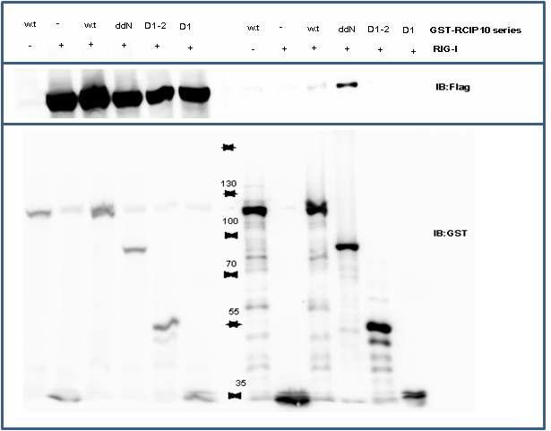 RCIP10의 deletion mutant와 RIG-I와의 Interaction을 GST pulldown을 통하여 측정.