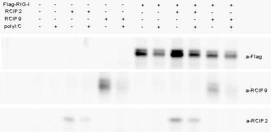 293T 세포주에서 RCIP2혹은 RCIP9 과 RIG-I 를 과발현 시킨 뒤,RCIP2와 RCIP9의 유무에 따른 RIG-I의 양변화를 관찰.