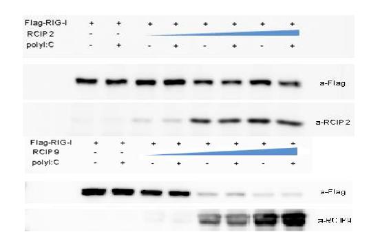 293T 세포주에서 RIG-I과 RCIP2 (위) 또는 RCIP9 (아래)을 과다 발현시킨 뒤, transfection 된 RCIP2나 RCIP9의 발현 양에 따른 세포 내 RIG-I의 단백질 양 변화를 관찰하였음.