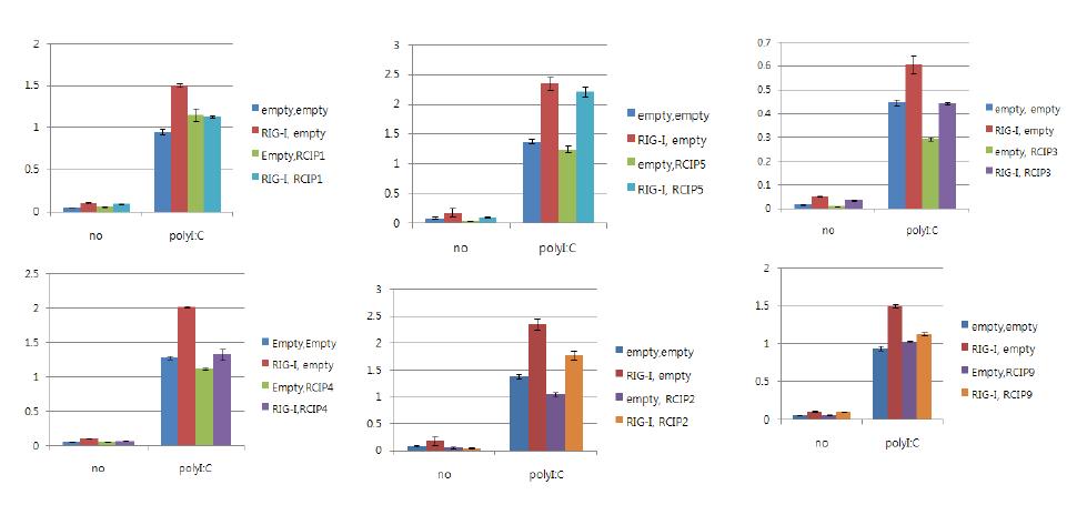 HepG2 세포주에서 RIG-I와 RCIP1, 2, 3, 4, 5, 9을 각각 과다발현 시킨 상태에서 polyI:C에 의해 유도되는 ISRE의 활성화를 측정.