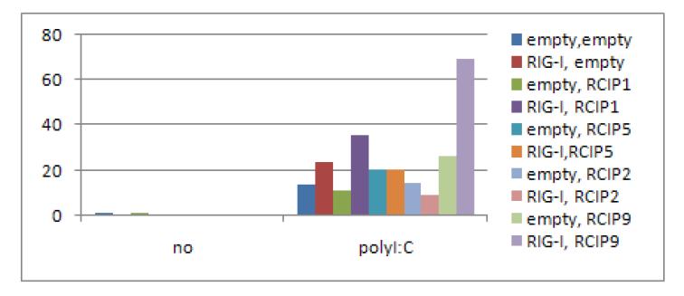 293T 세포주에서 RIG-I와 RCIP9을 과발현 시킨 뒤, polyI:C를transfection하여 IFN mRNA의 양을 측정함.