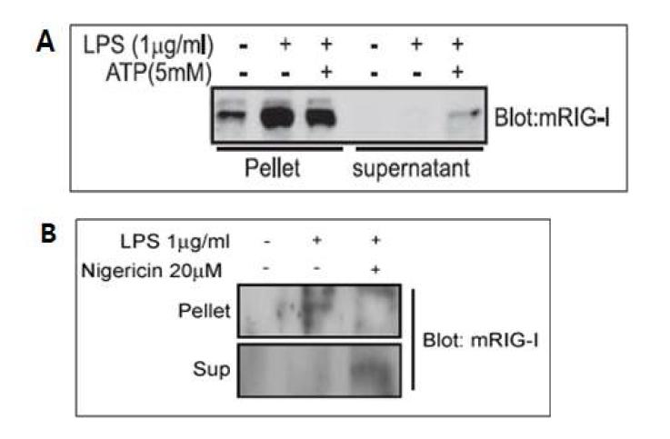 Unconventional secretion 유도 물질에 의한 RIG-I 단백질의 secretion제어 연구.