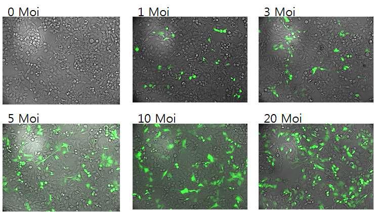 293FT mammaloan 세포주에 GFP-NDV를 농도별 (0-20 MOI)로 infection 시킨 후GFP의 발현을 형광 현미경으로 관찰하였음.