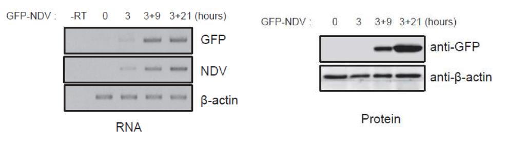 NDV 바이러스의 증식 정도를 RNA와 단백질 수준에서 관찰.