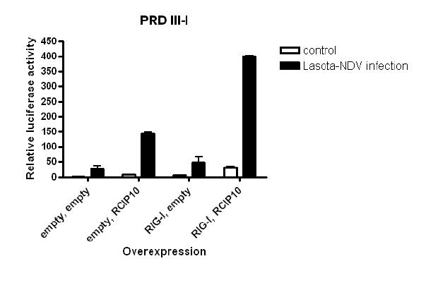 NDV 감염에 따른 IRF3 활성화에 미치는 RCIP10과 RIG-I의 효과에대한 분석 실험 (Un publised data, Now et al)