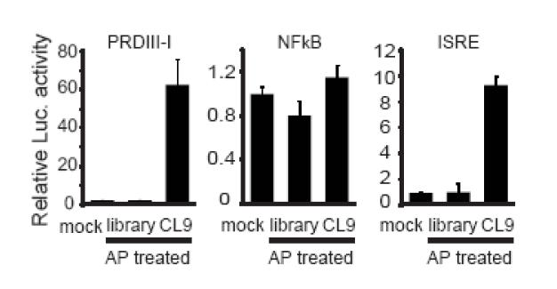 CL9에 의한 IRF3, NFkB, ISRE 활성화에 대한 분석 실험