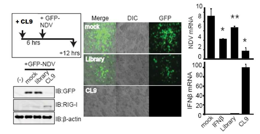 Experimental scheme(왼쪽 위), Aptermer 처리 후 GFP-NDV infection 뒤 세포 내 GFP양 변화(왼쪽 아래), 세포 내에 발현하는 GFP를 형광 현미경으로 측정(가운데), 세포내 증폭 된 NDV RNA와 IFNb mRNA의 발현을 Quantitative PCR로 측정