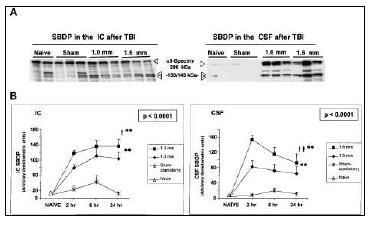 외상성 뇌손상 rat모델에서 뇌조직 (IC)과 뇌척수액 (CSF) αII-SDBP의 농도변화.