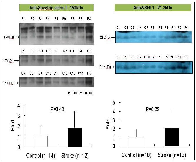 정상군과 환자군에서 Anti-αII-spectrin 150 kDA fragment와 anti-VSNL 1에 대한 Western blot과 fold increase 비교.