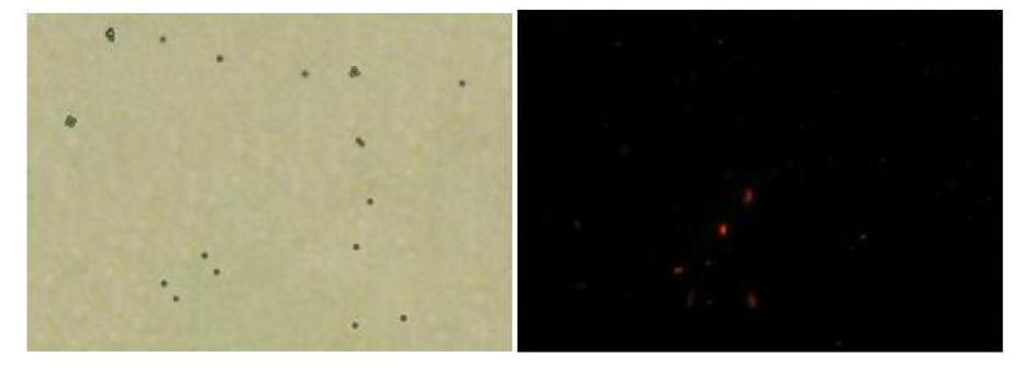 일반모드 (왼편) 및 형광모드 (오른편)에서 관찰한 큰 PSQ-GNP-DNA1 및 작은 형광 PSQ-GNP-DNA1의 혼합 콜로이드 용액