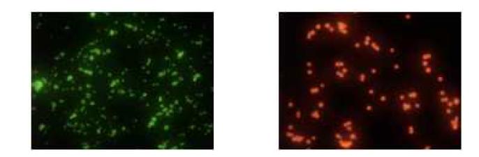 (왼쪽) Blue light를 조사한 C7함유 입자의 형광, (오른쪽) green light를 조사한 R6G함유 입자의 형광