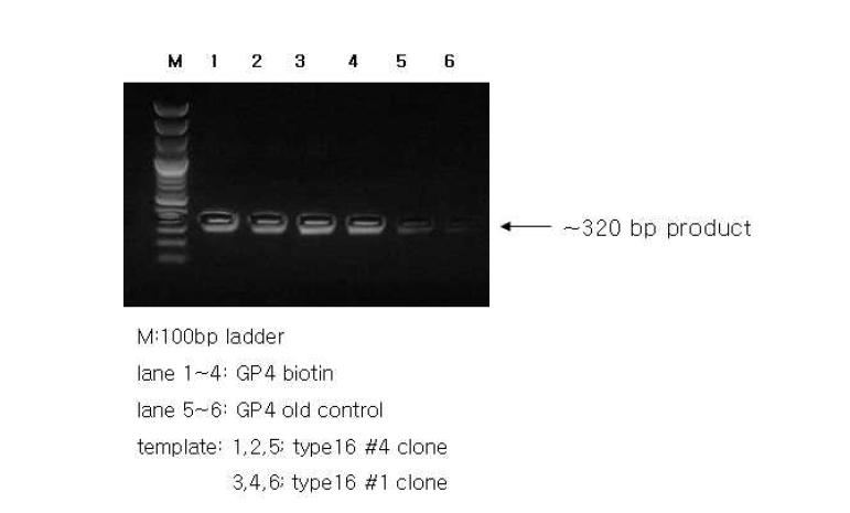 바이오틴이 접합된 프라이머와 접합되지 않은 프라이머를 이용한 PCR
