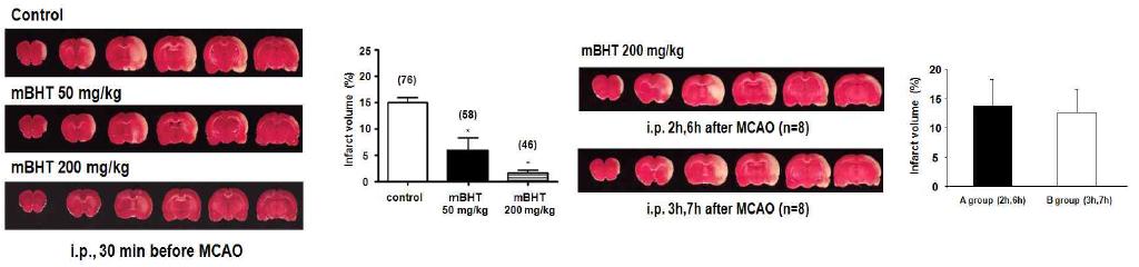 mBHT는 전처리, 복강투여 시 뇌경색의 부피를 감소시킴.