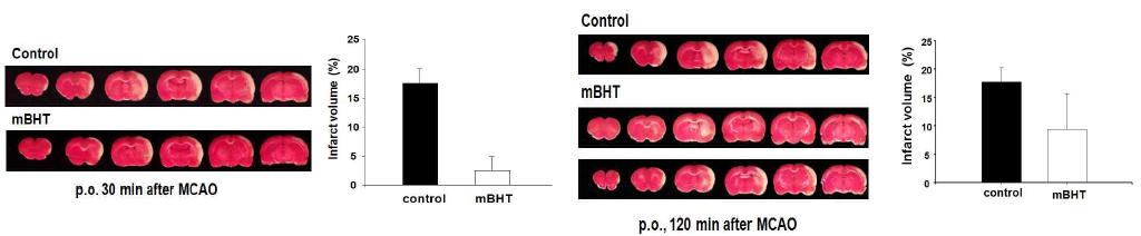 mBHT는 후처리, 경구투여 시 뇌경색의 부피를 감소시킴.