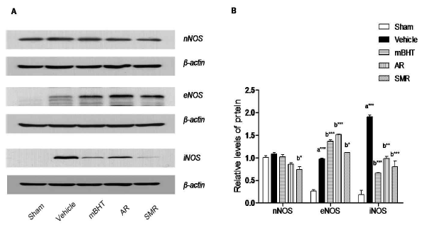 Effects of the mBHT, AR and SMR on the expressions of NOS isoforms in ischemic hemisphere.